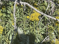 Solidago missouriensis