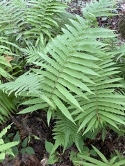 Athyrium filix-femina
