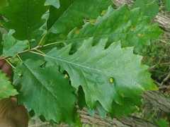 Quercus × deamii