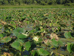 Nelumbo lutea