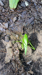 Amblycorypha