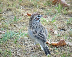 Chondestes grammacus