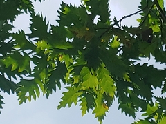 Quercus × deamii