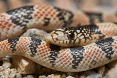 Rhinocheilus lecontei