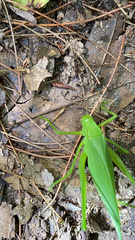 Amblycorypha