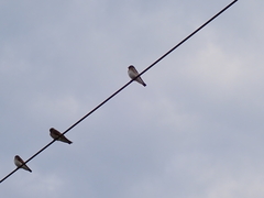 Hirundinidae