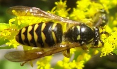 Dolichovespula arenaria