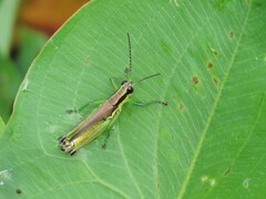 Paroxya clavuligera