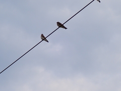Hirundinidae