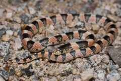 Rhinocheilus lecontei