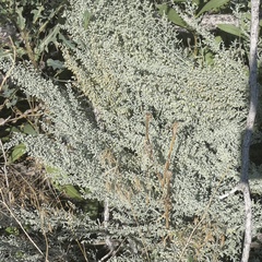 Artemisia filifolia