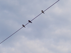 Hirundinidae