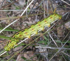 Hyles lineata