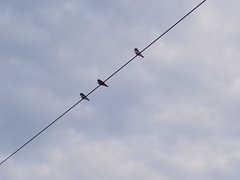 Hirundinidae
