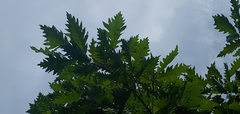 Quercus × deamii