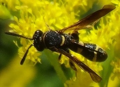 Leucospis affinis
