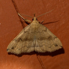 Phalaenostola eumelusalis