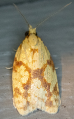 Sparganothis sulfureana