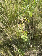 Penstemon grandiflorus