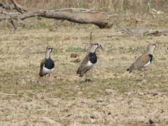 Vanellus chilensis