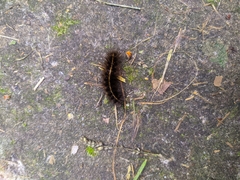 Spilosoma lubricipeda