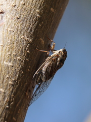 Cicada barbara