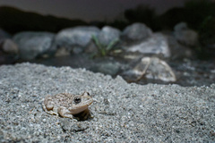 Pseudacris cadaverina