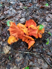 Hypomyces lactifluorum