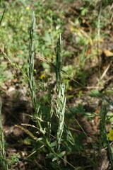 Erysimum cuspidatum