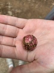 Amphibolips quercusjuglans