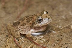 Pseudacris cadaverina