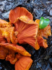 Hypomyces lactifluorum
