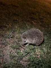 Hemiechinus auritus