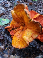 Hypomyces lactifluorum
