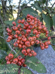 Sorbus