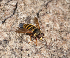 Sericomyia silentis