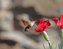 Macroglossum stellatarum
