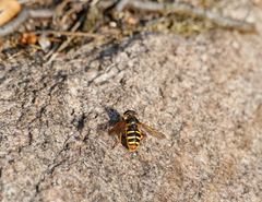 Sericomyia silentis