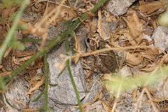 Pseudacris cadaverina