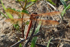 Libellula