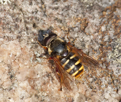 Sericomyia silentis