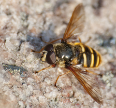 Sericomyia silentis