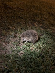 Hemiechinus auritus