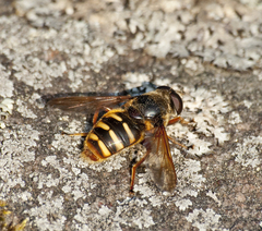 Sericomyia silentis
