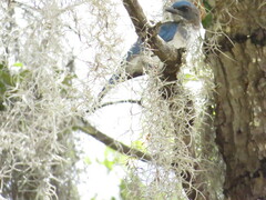 Aphelocoma woodhouseii