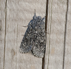 Acronicta cinerea