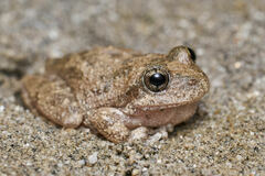 Pseudacris cadaverina