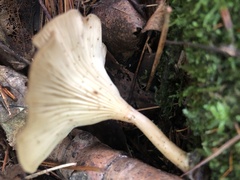 Clitocybaceae