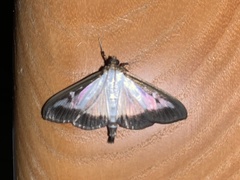 Cydalima perspectalis