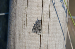 Acronicta cinerea